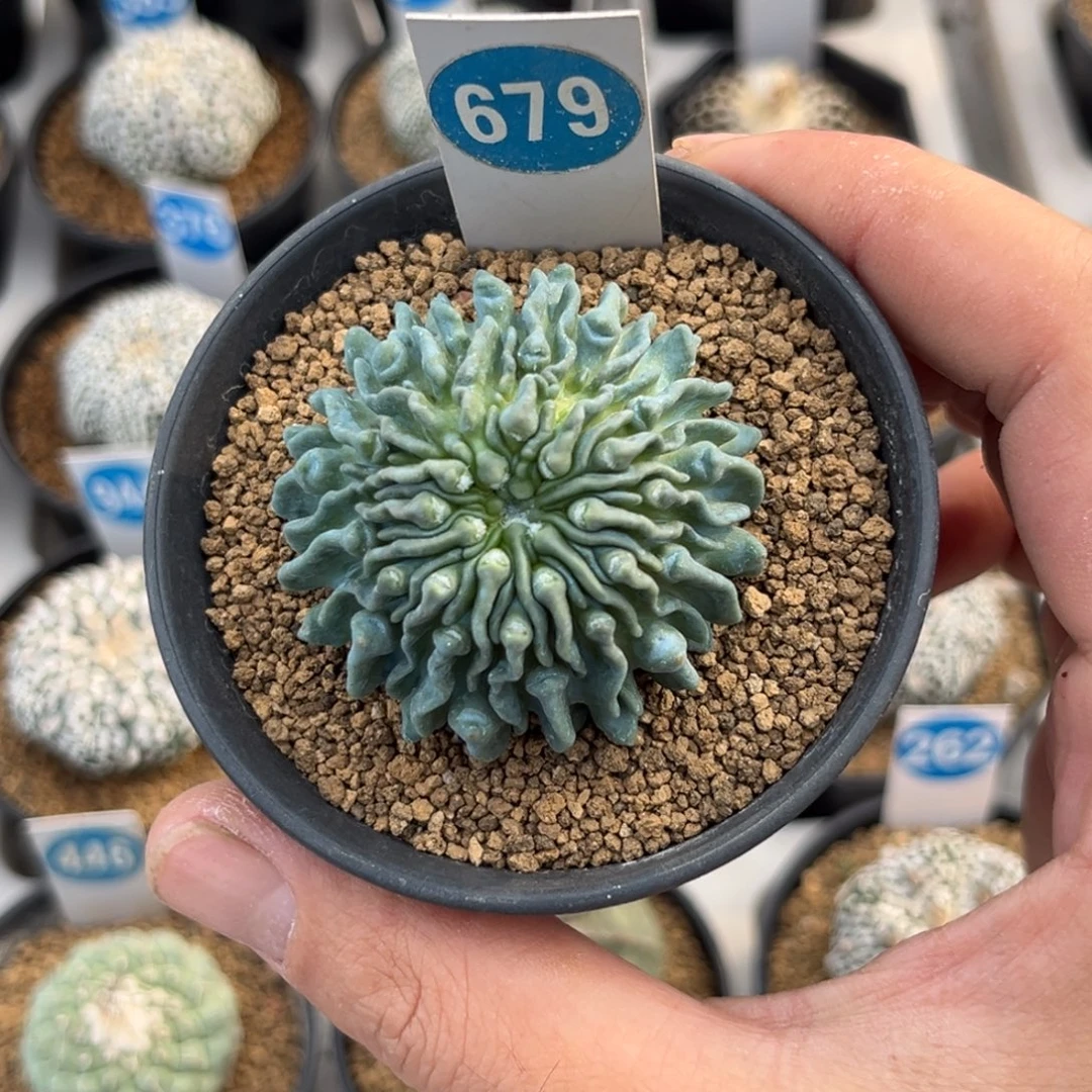 679蝌蚪球带盆带土