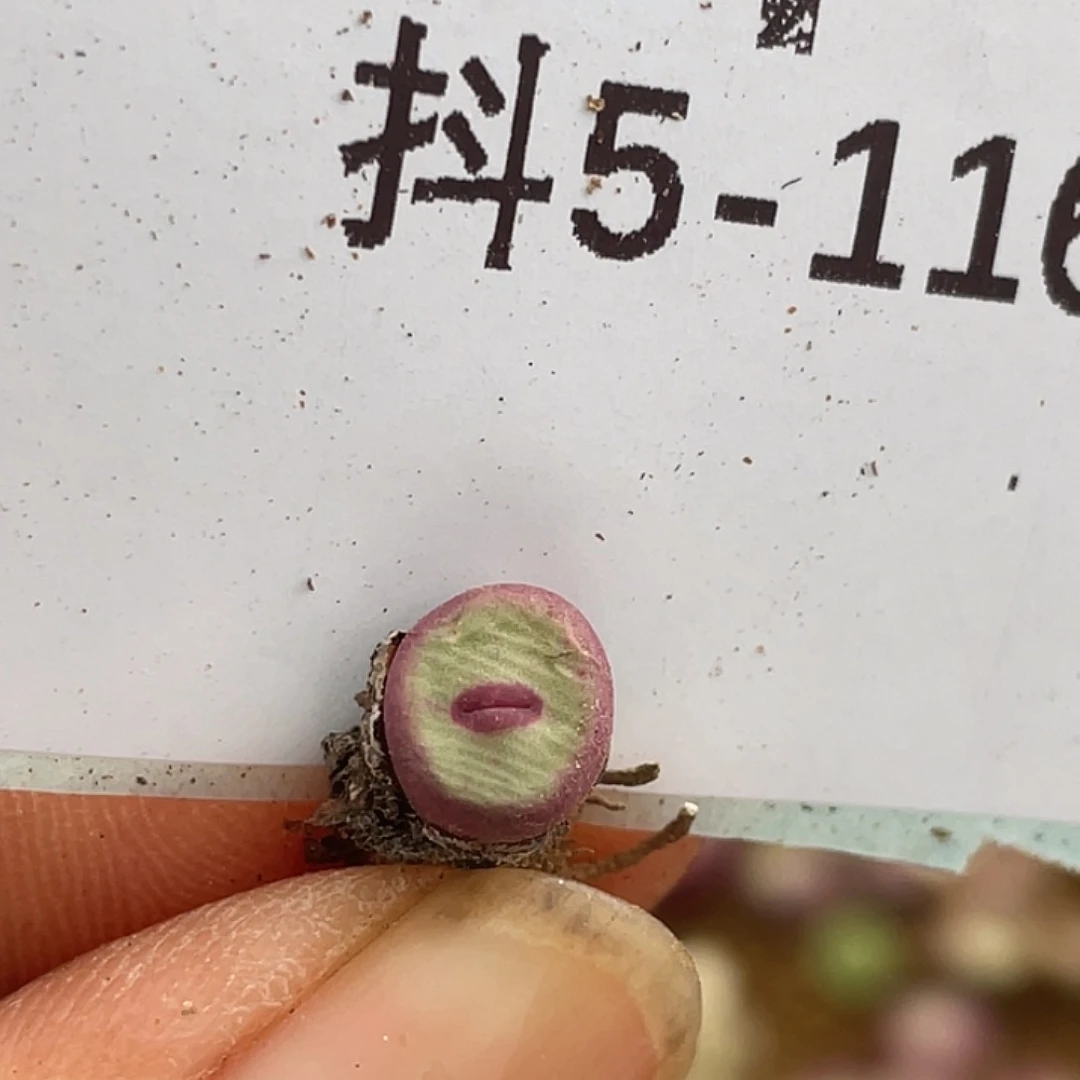 5-116嘴se多肉植物