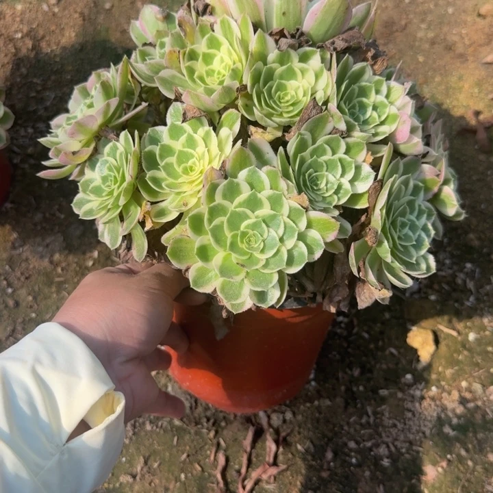 458海王不周正 多肉植物