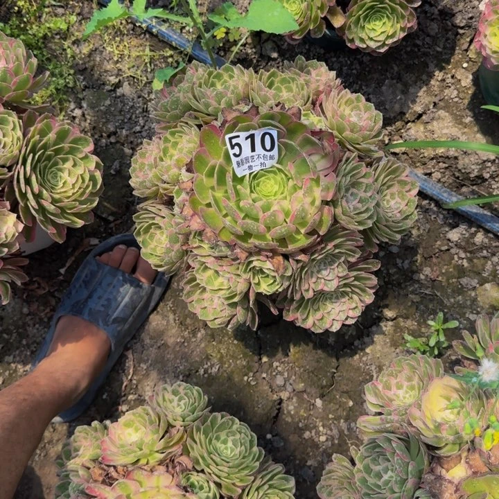 孔雀翎花25-8包邮花花