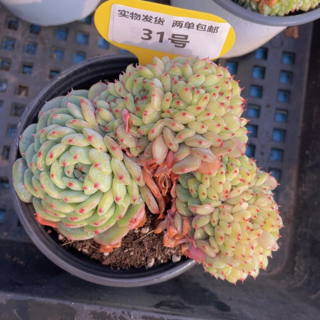 31号白胖子缀化一个