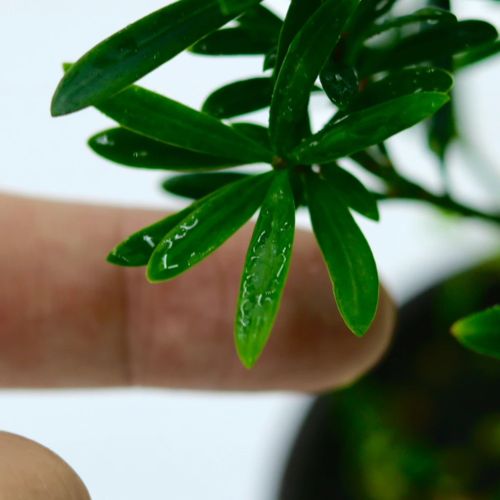 罗汉松三兄弟迷你盆栽桌面绿植好养室内雅致盆景观叶植物