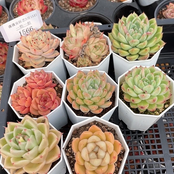 薇薇安园艺多肉1566