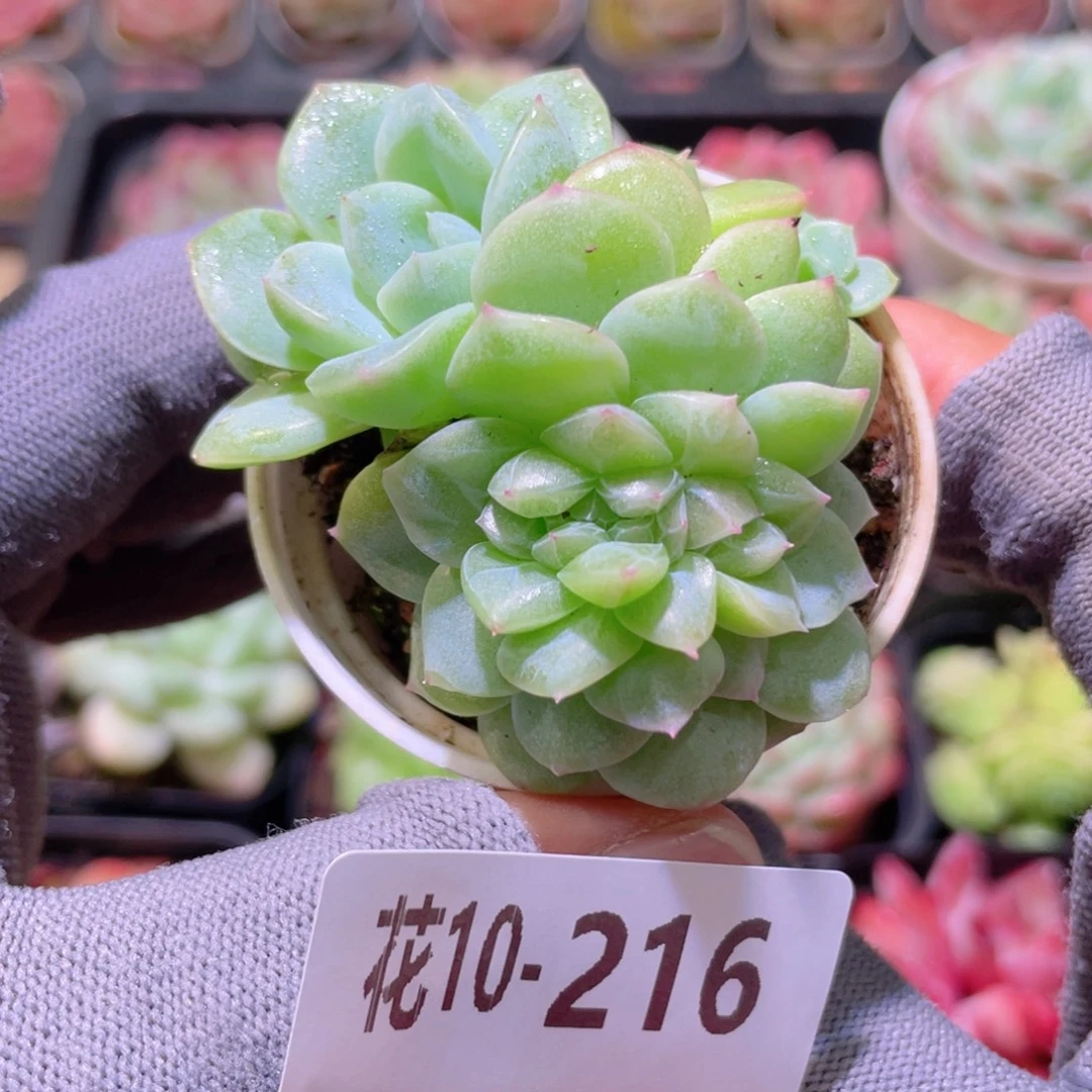 花利美 10-216新品珍妮缀化