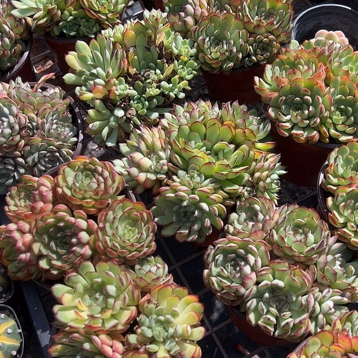 梦幻玫瑰多肉植物精品