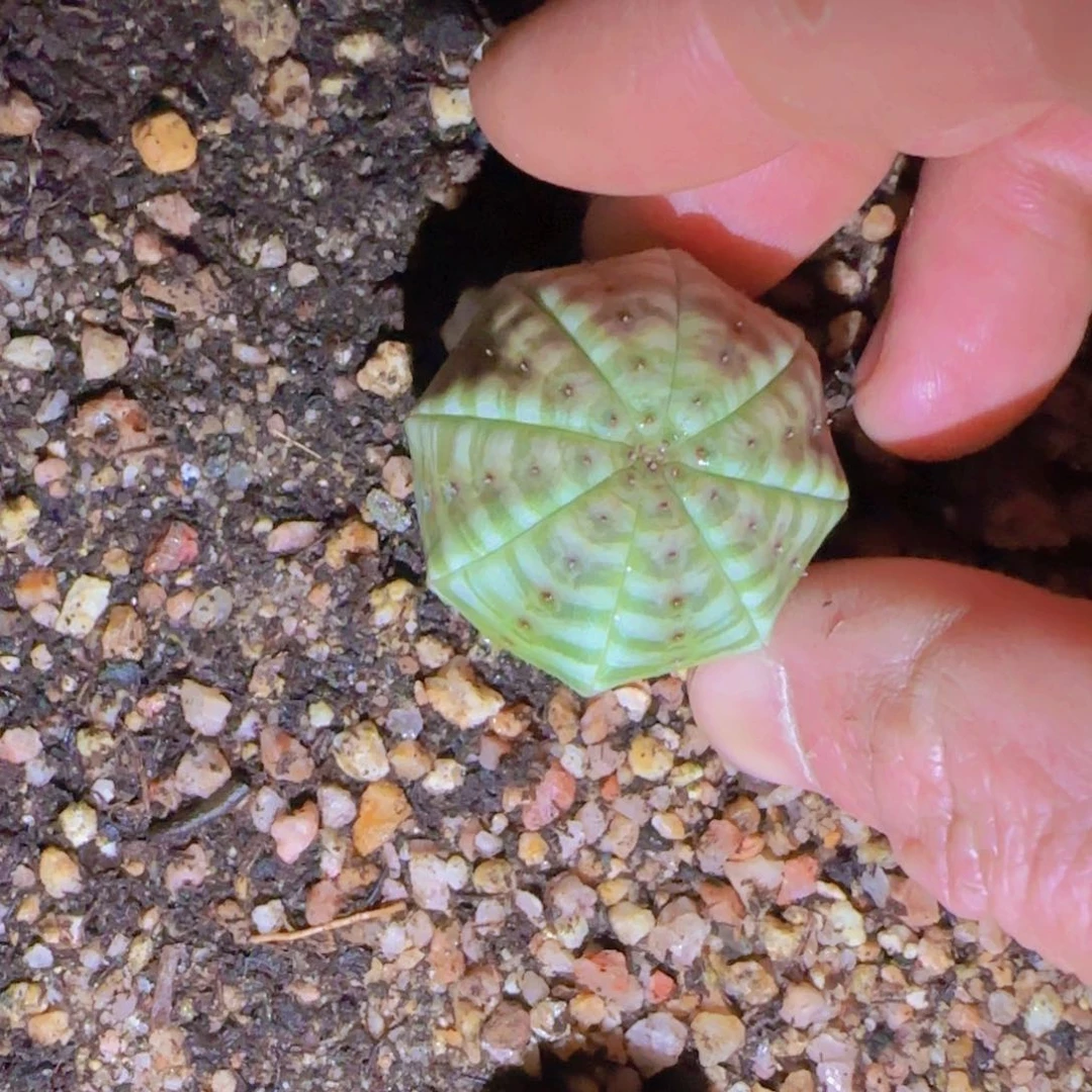 K***n块根植物块根植物