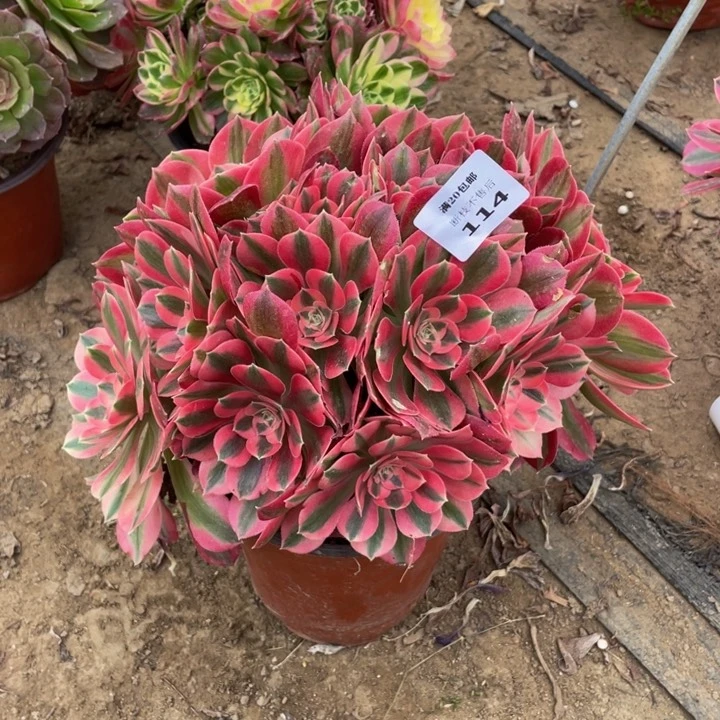 大*子114分女法师多肉断枝不售后