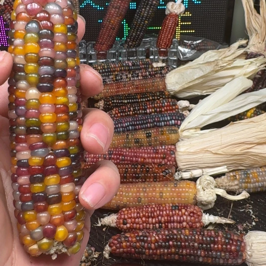 柏香籽/百香籽吊坠⭐*肉