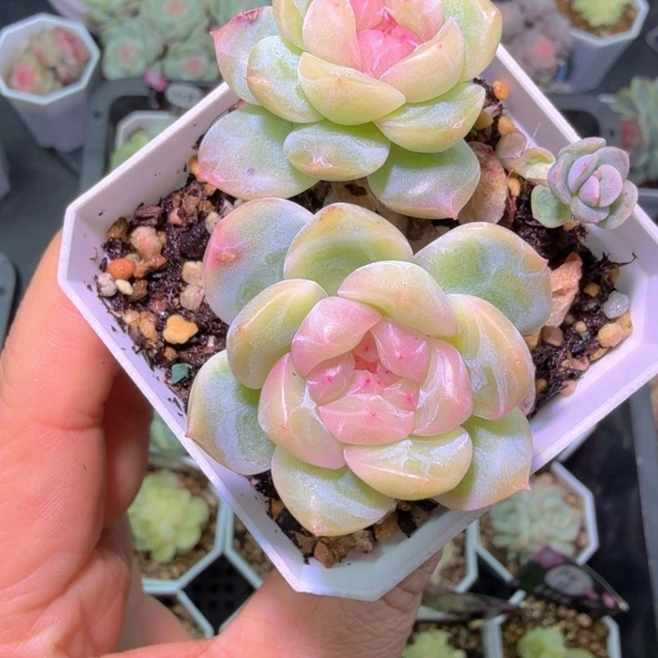 干冰多肉植物双头