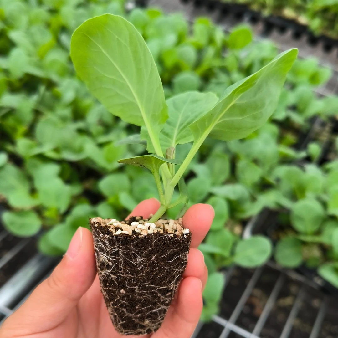 【脆莲白+牛心白】甘蓝组合