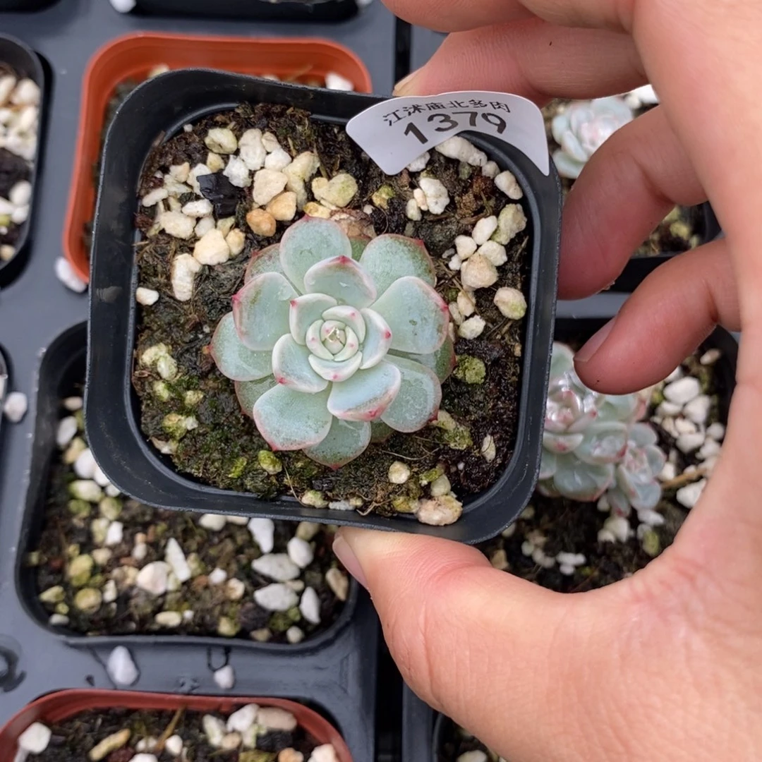 标1379甜心225一个