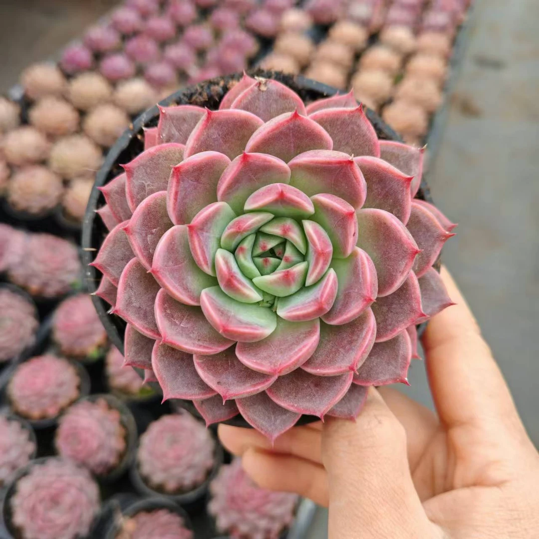 10#可爱泡泡多肉植物  前男友精品多肉SM1085