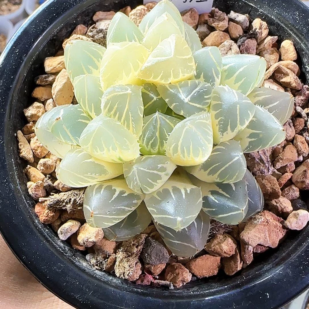 300号OH糊斑一物一拍带盆土