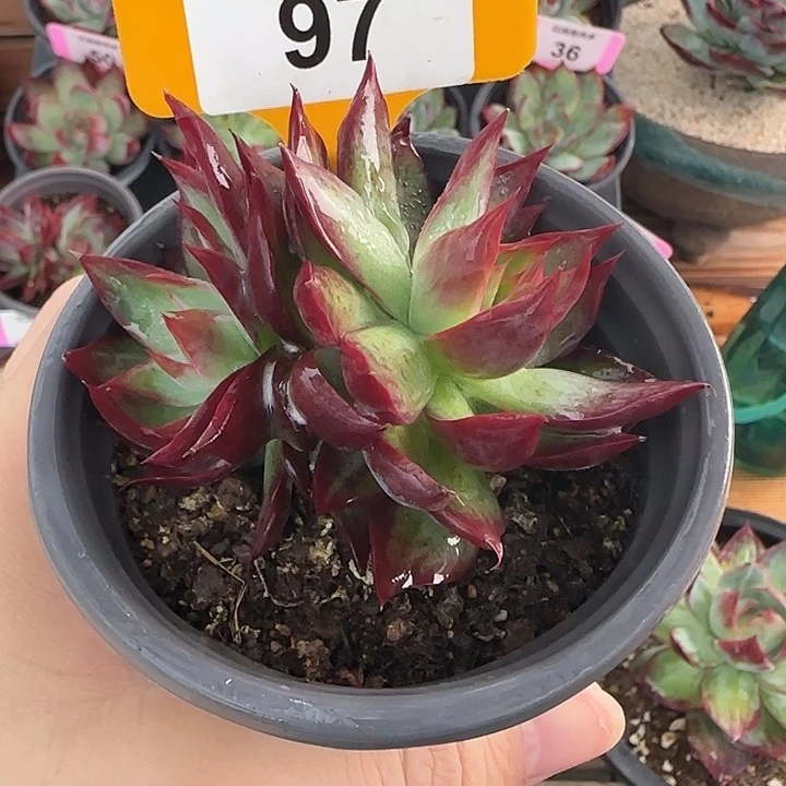 用***597 惊鸿仙子多肉植物