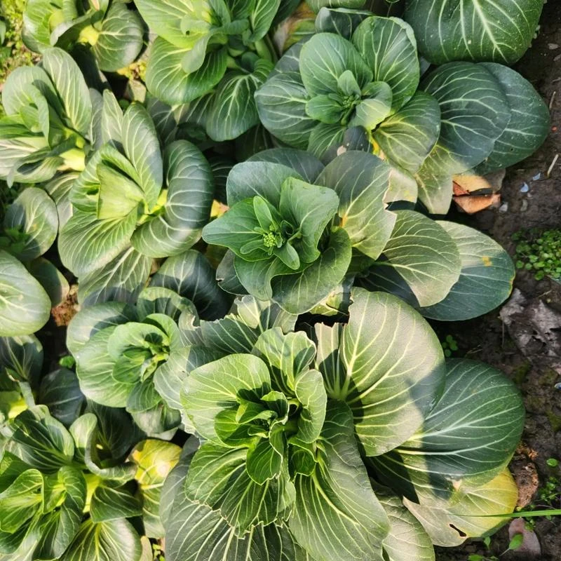 【顺丰】农家自种露天菜苔苏州青矮脚青菜苔3斤