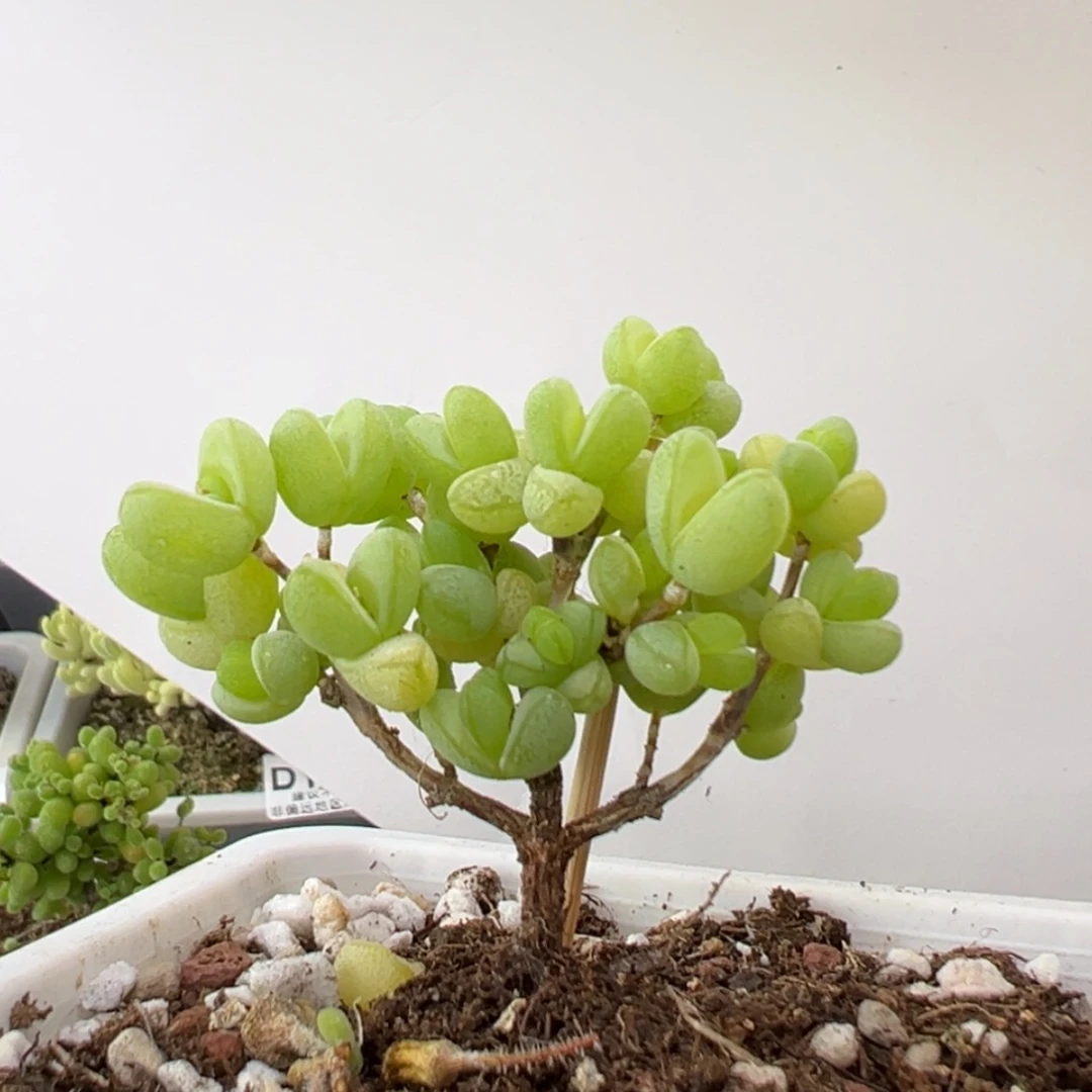 【闪购商品】dy0730老桩元宝冠幅5cm