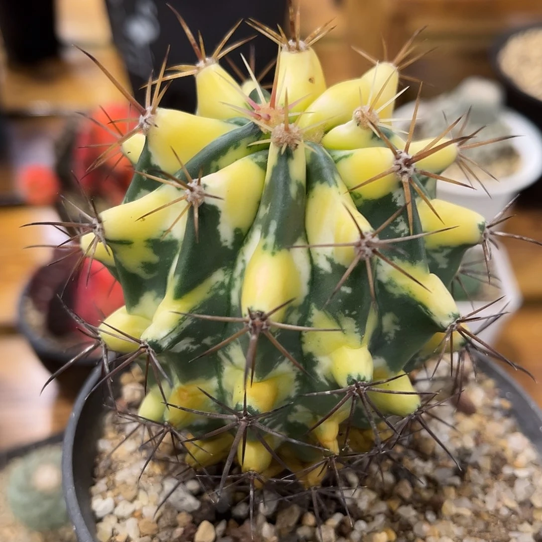 潮流植物 仙人球 锦