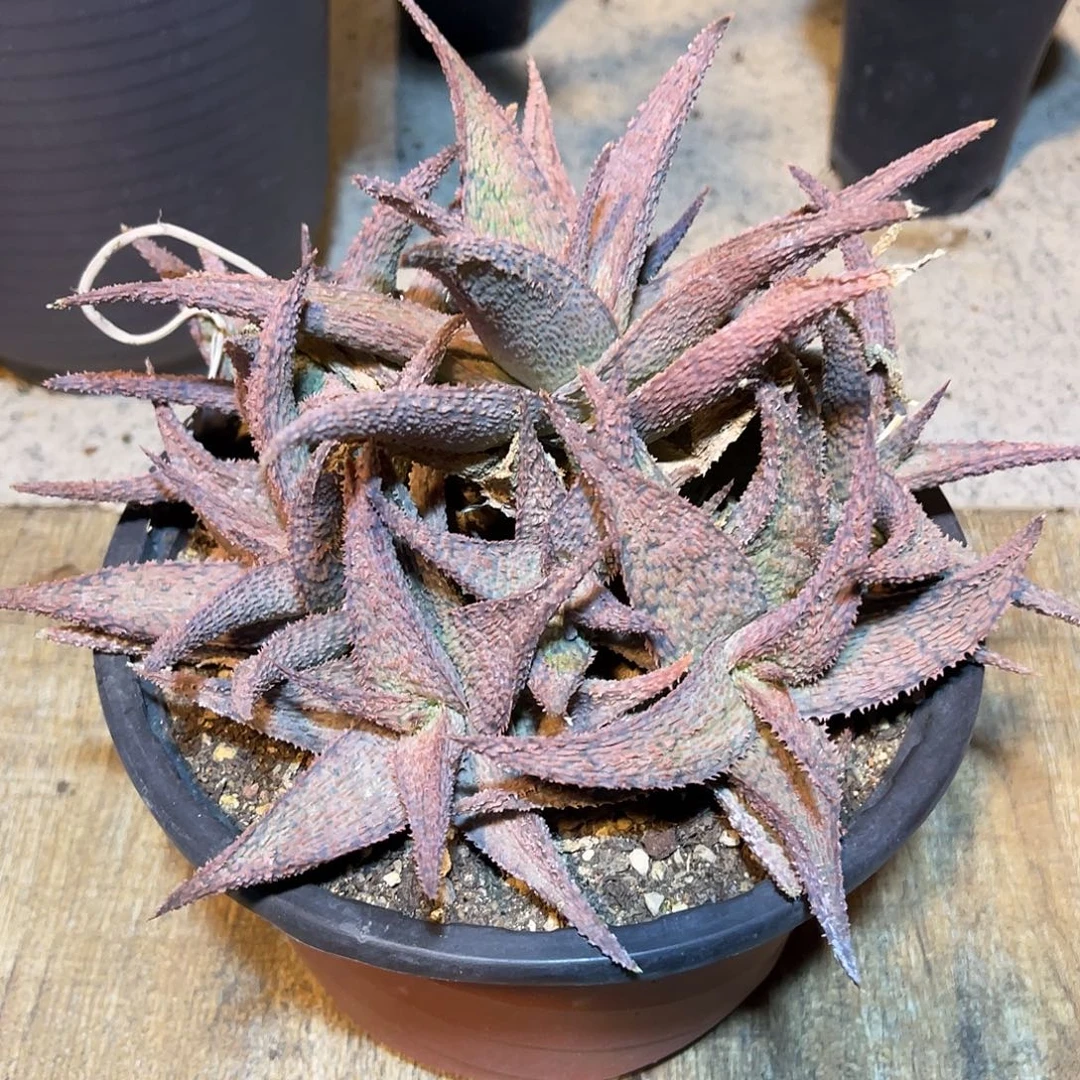 圣诞芦荟一物一拍