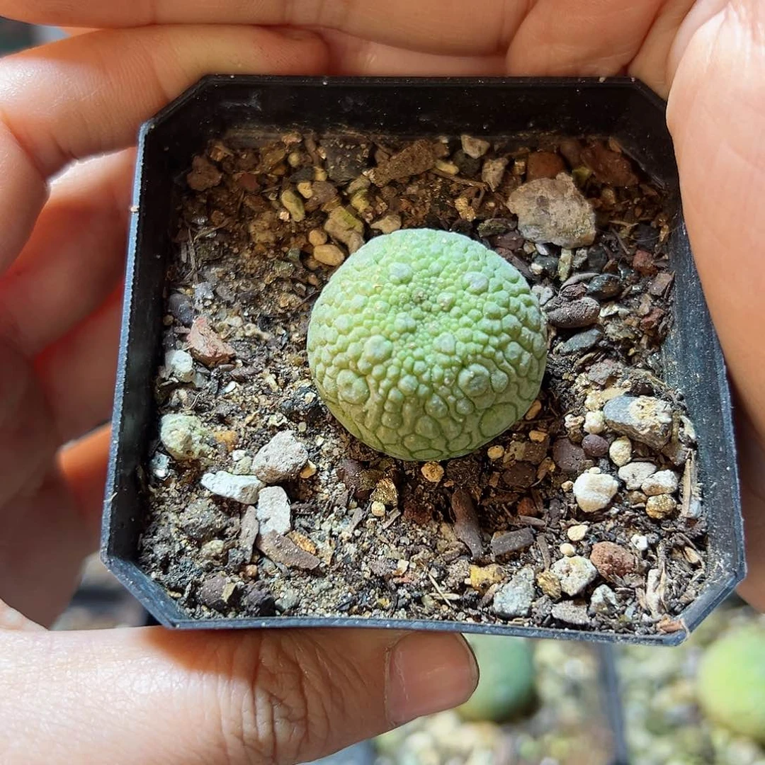 实生凝蹄玉2.5公分带盆