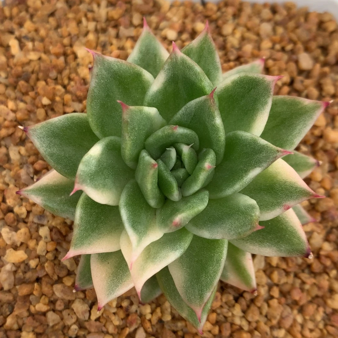 新品l j j j j j j j j