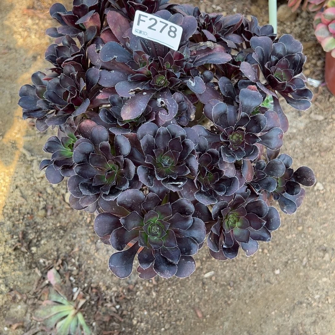 278黑法师多肉植物法师多肉