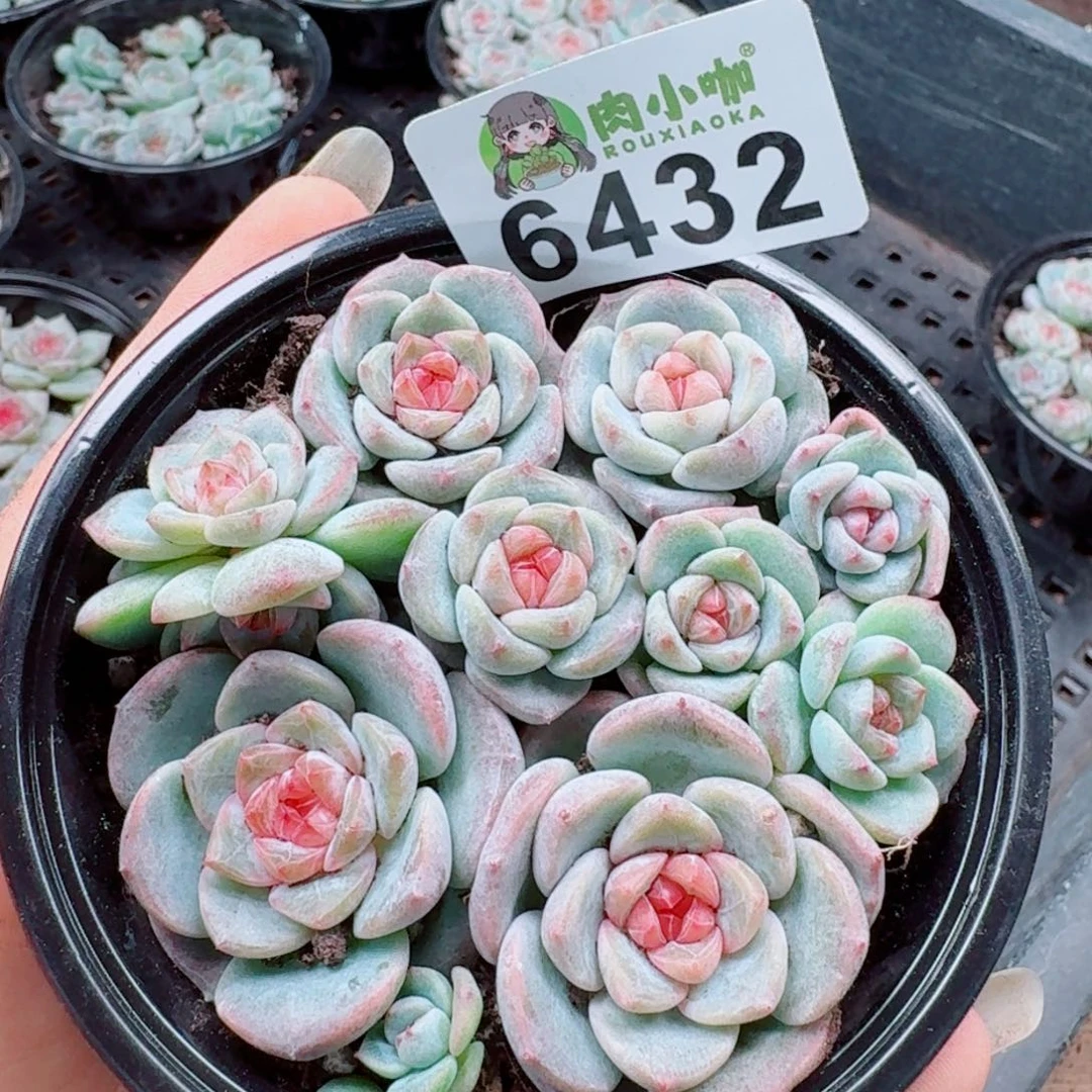 多肉植物多肉植物