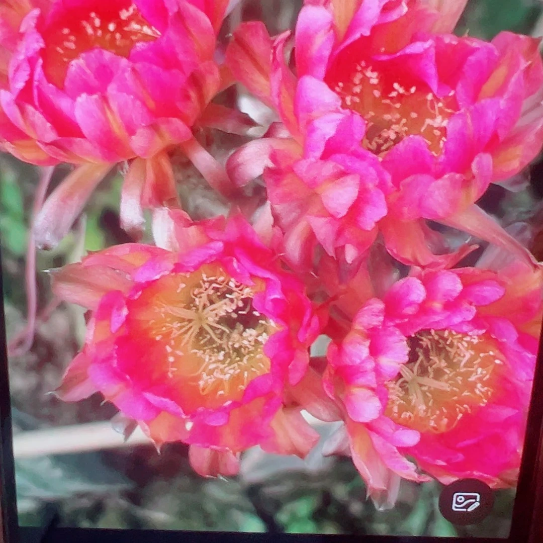 彩草 贵妃 侧芽 满20包邮
