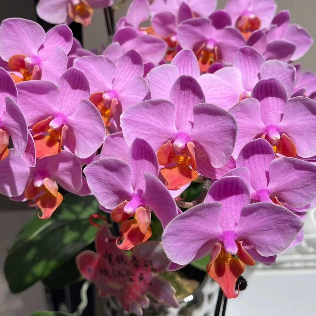 欧品花苗【圣罗莎】2.8寸杯不带花剑剪过初梗椰糠材质介意慎拍