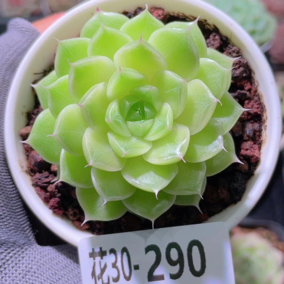 花利美30-290麦秆