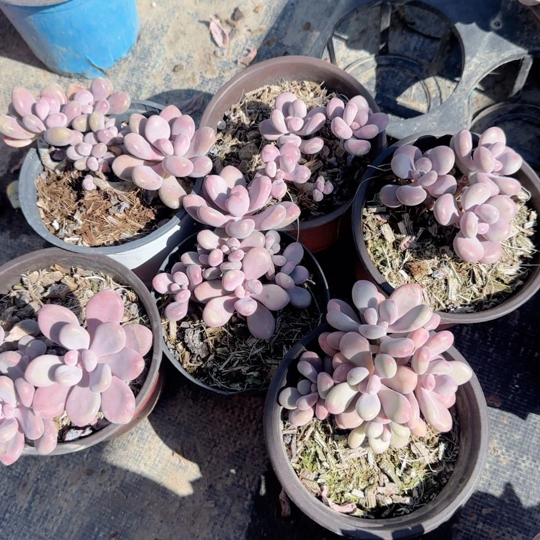 无花朵小小桃蛋特价