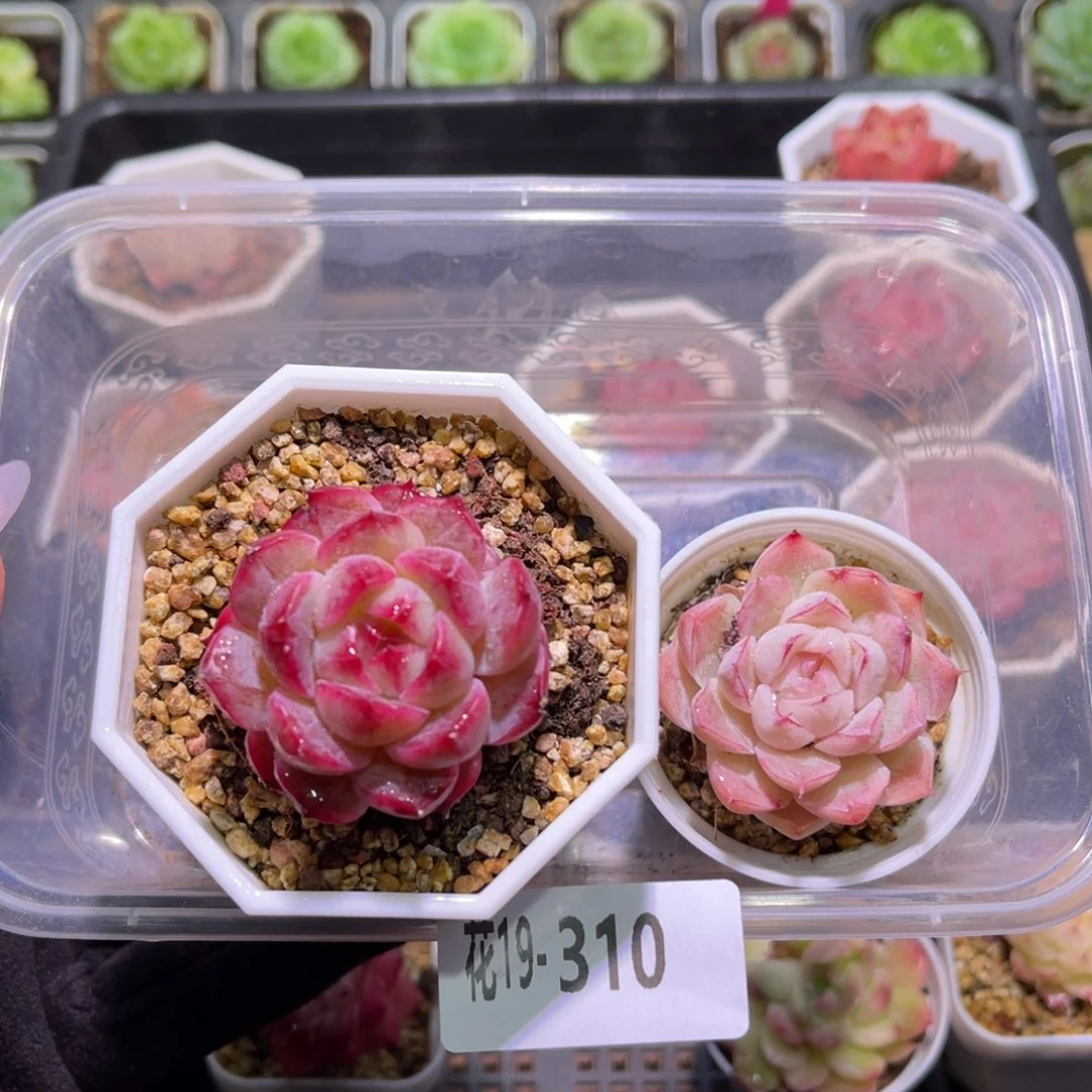 花利美19-310新品➕女王