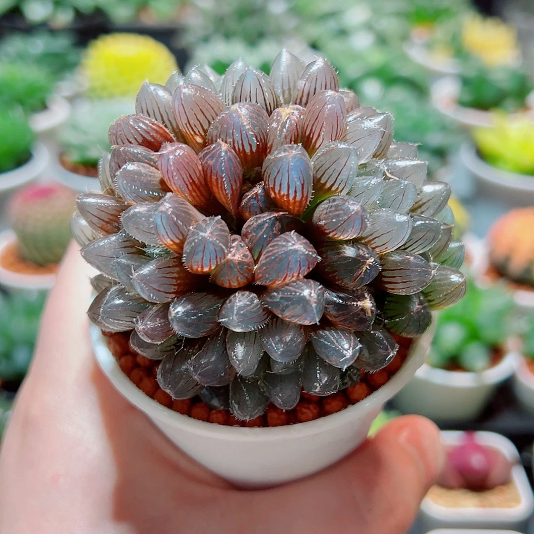 紫镜玉露群多肉多肉