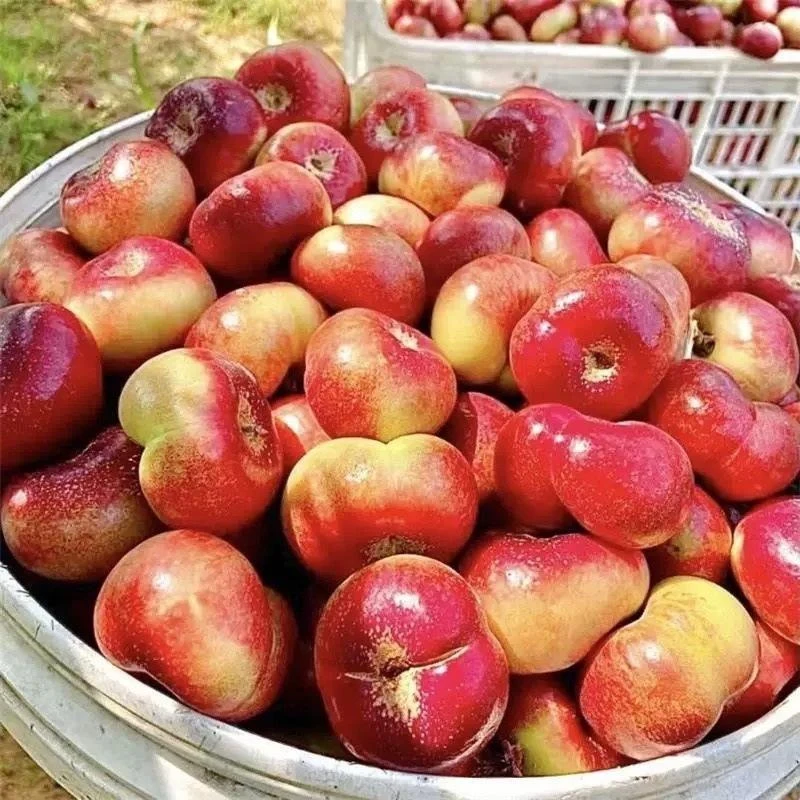 云南高山高海拔新鲜采摘纽扣蟠桃