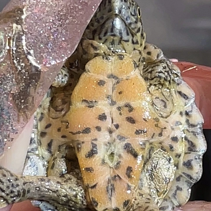 不分公母蛋龟B18全品满纹黑刀