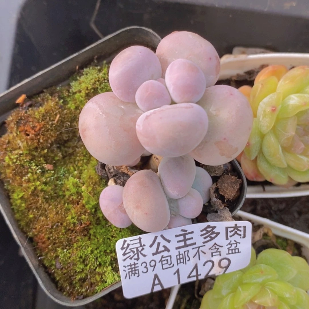 芭比奶洛1429多肉植物