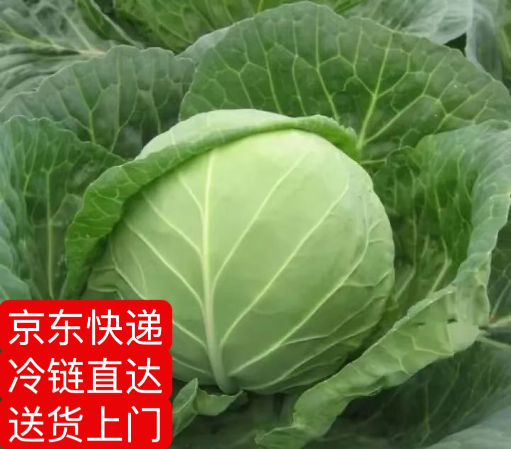 包菜·农家菜·思琴甄选