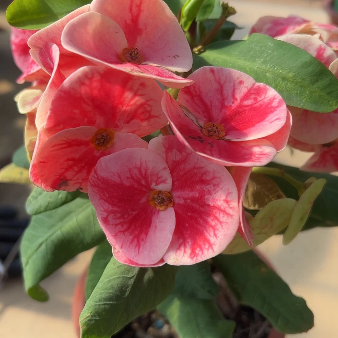 a6泰国大花虎刺梅