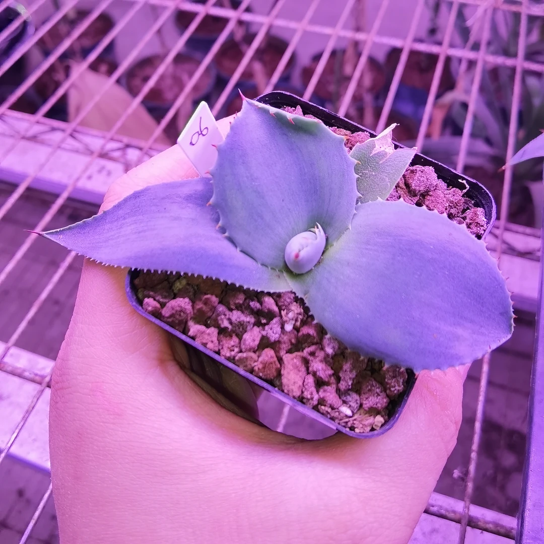 虚空藏高级灰韦克菲尔德龙舌兰绿植盆栽一物一拍带盆发货