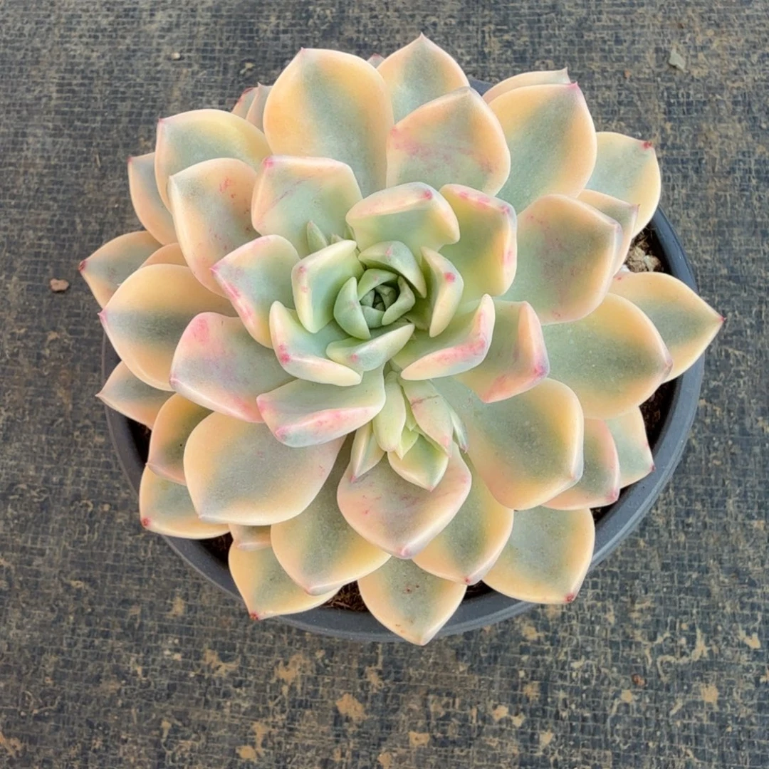 红粉佳人锦锦上园艺一物一拍