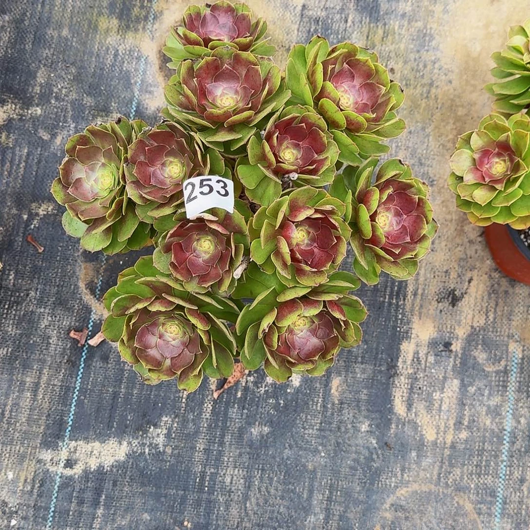 风***子253万圣节福利价老桩