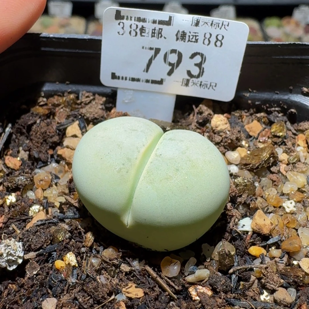 丫***。Ssss精品生石花793