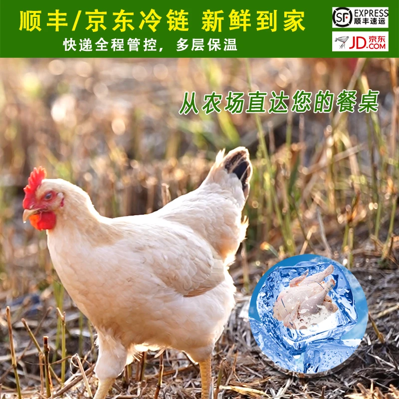 生态散养老母鸡土鸡纯天然跑山鸡顺丰京东冷链速运