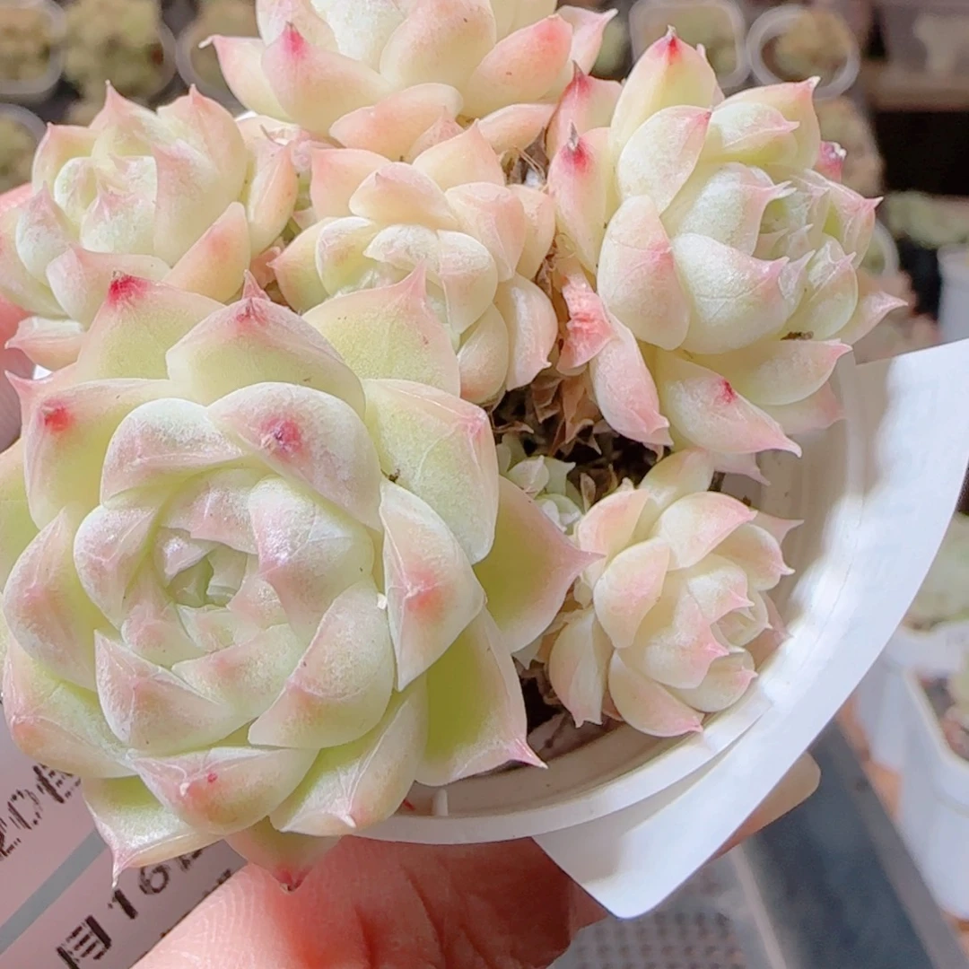 花语逸镜1116-116散