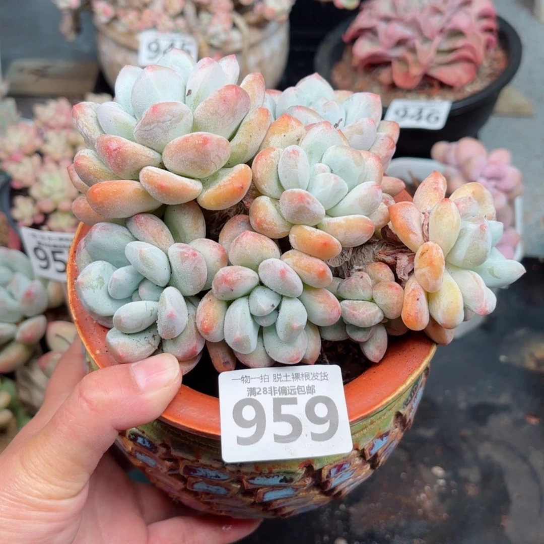 香水老桩无盆土发货