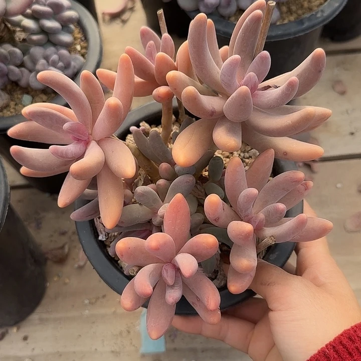 红手指多肉植物的生长