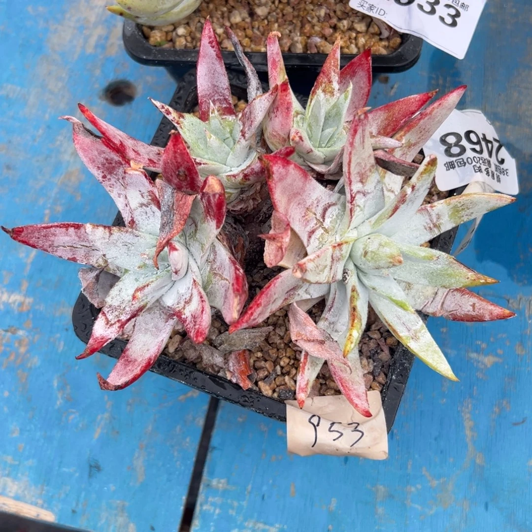 布瑞东尼，一物一拍2468
