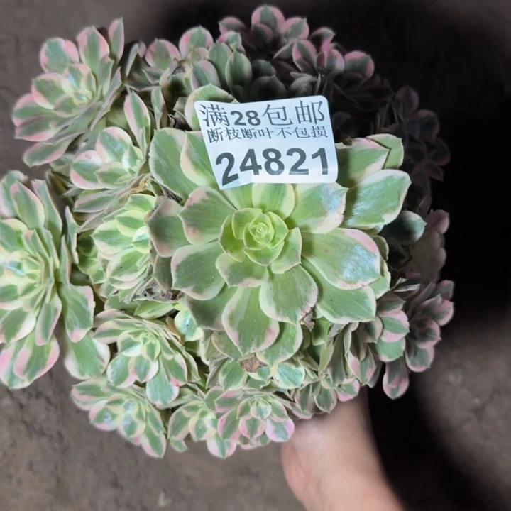 24821女妖多肉植物