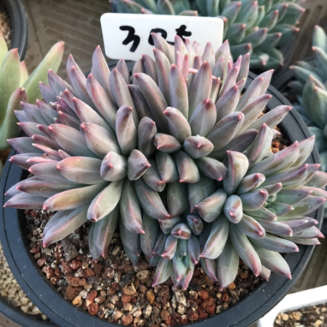 205号多肉植物盆栽植物美人系暗纹系多肉一物一拍