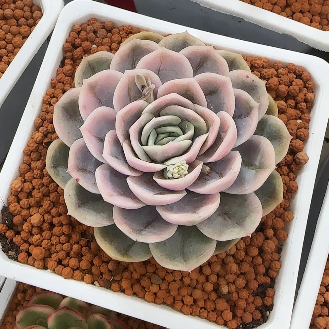 蓝色惊喜锦多肉植物