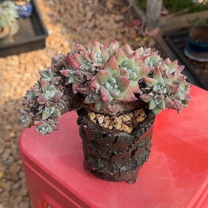 琳***琳白菊杂雪山仙女杯老桩